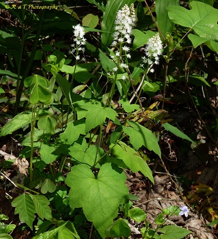 {Tiarella cordifolia}